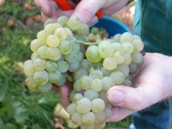 Weinlese